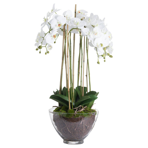 Large White Orchid In Glass Pot - Lost Land Interiors