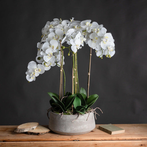 Large White Orchid In Stone Pot - Lost Land Interiors