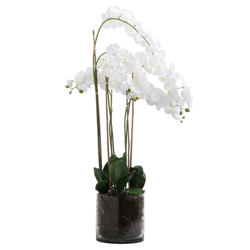 Large White Tall Orchid In Glass Pot - Lost Land Interiors