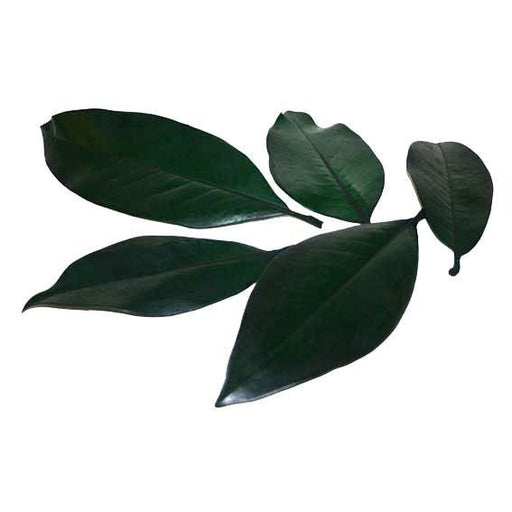 Dried Green Magnolia Leaves 5kgs - Lost Land Interiors