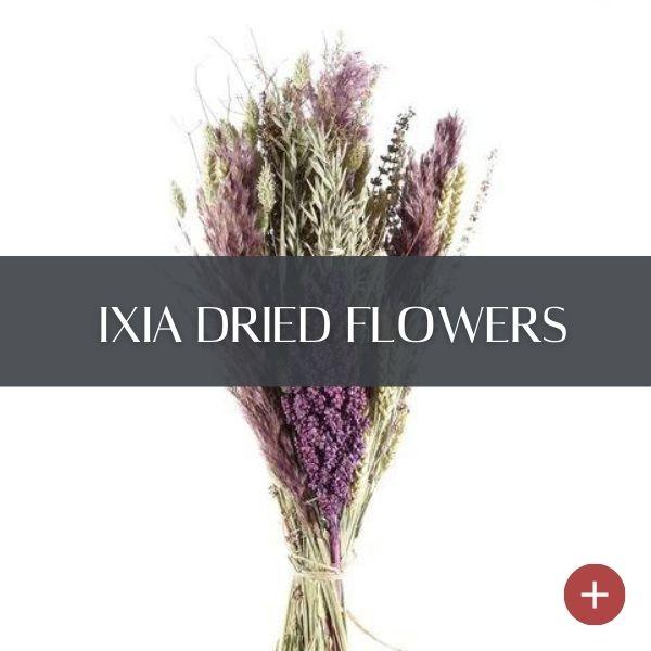 Ixia Dried Flower Bouquets - Lost Land Interiors