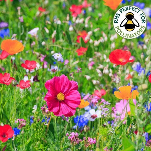 Premium 100% Wildflower Seeds - Bees & Butterfly Mix for Vibrant Gardens | Easy Planting, Extensive Coverage, and Long-Lasting Beauty - Lost Land Interiors