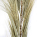 3 x Large Rayung Grass Blond Sprays - 2m or 1.6m - Dried Flowers Floral Decortions - Lost Land Interiors