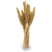 6x Cantal Sorghum Grass Bunch - Natural Dried Flowers - Lost Land Interiors