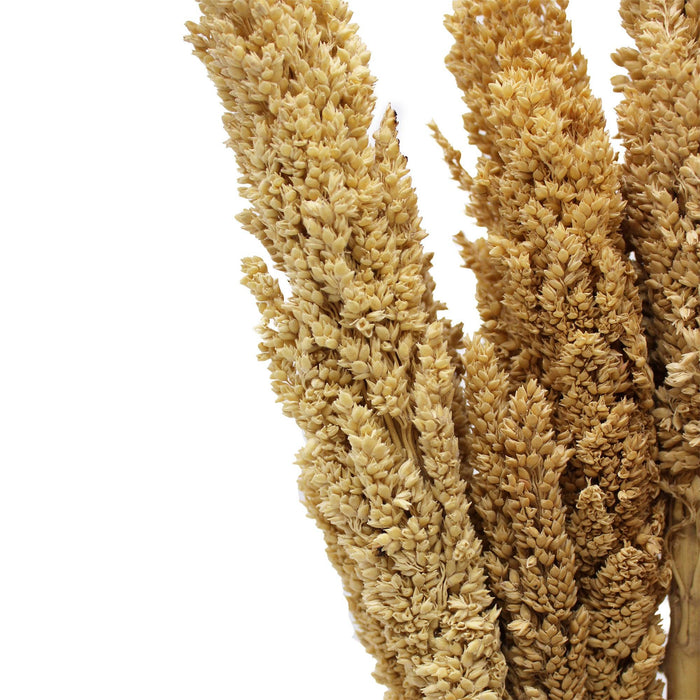 6x Cantal Sorghum Grass Bunch - Natural Dried Flowers - Lost Land Interiors