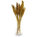 6x Cantal Sorghum Grass Bunch - Amber Dried Flowers - Lost Land Interiors