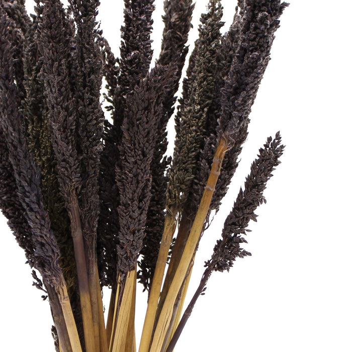 6x Cantal SorghumGrass Bunch - Black Dried Flowers - Lost Land Interiors