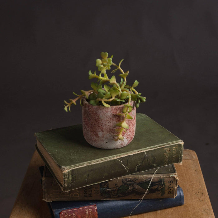 Miniature Potted Succulent - Lost Land Interiors