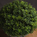 Small Hebe Globe Pot - Artificial Green Plant - Lost Land Interiors