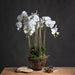 Large White Orchid In Glass Pot - Lost Land Interiors