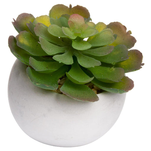 Miniature Lola Succulent In Cement Pot - Lost Land Interiors