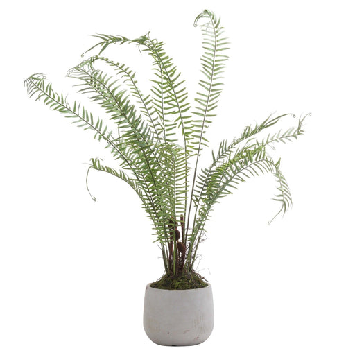 Boston Large Potted Fern - Lost Land Interiors