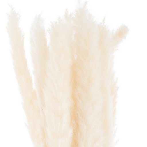 Mini White Pampas Grass Bunch Of 15 - Lost Land Interiors