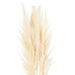 50 x Cream Pampas Grass Stem Bulk Wholesale Pampas Stems Spray 110cm - Lost Land Interiors