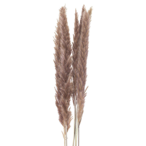 Mini Natural Pampas Grass Bunch of 15 - Lost Land Interiors