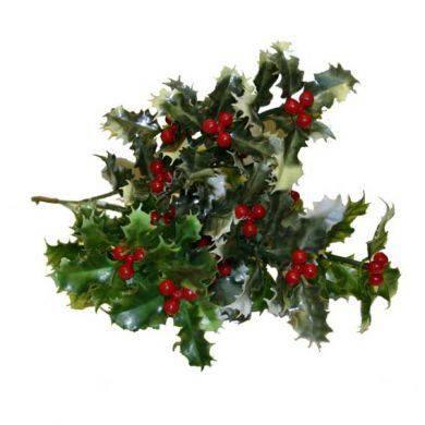 14 inch Holly Spray x 10 - Assorted - Lost Land Interiors