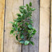 34" Ficus Spray Artificial Foliage - Lost Land Interiors