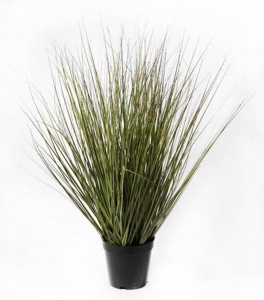 Festuca Grass Potted  (60cm) - Lost Land Interiors