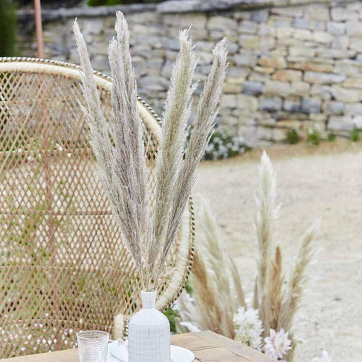 Natural Pampas Grass (Pack of 5 Stems) - Lost Land Interiors