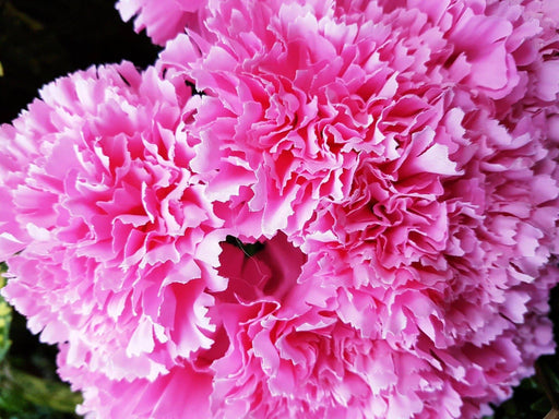 Natural Pink Carnation Bush - Lost Land Interiors