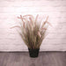 Potted Pennisetum Grass (60cm) - Lost Land Interiors