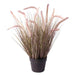 Potted Pennisetum Grass (60cm) - Lost Land Interiors