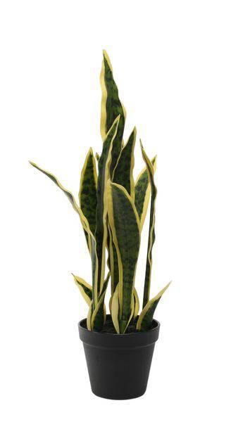 Potted Sansevieria 51cm - Lost Land Interiors