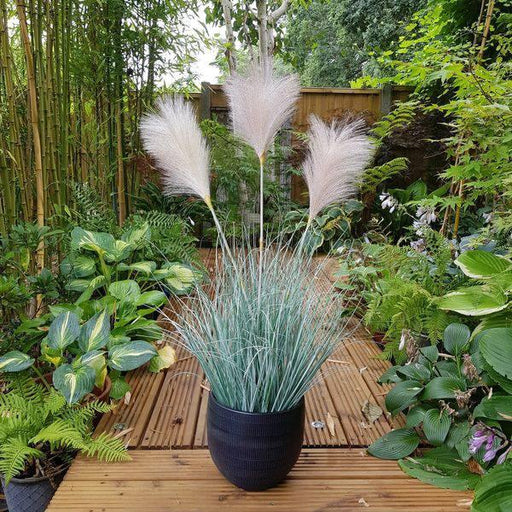 Potted Fluff Pampas 3 heads (85cm) - Lost Land Interiors