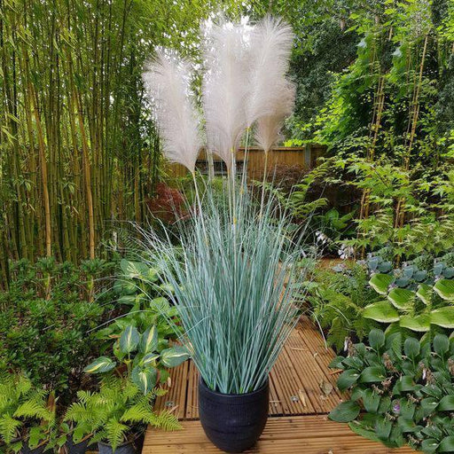 Potted Fluff Pampas 5 heads (137cm) - Lost Land Interiors