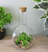 Medium Faux Succulent In Glass Terrarium - Lost Land Interiors