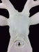 Wall Mounted Matt White Stags Head 22.5 - Lost Land Interiors