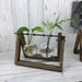 Hydroponic Vase Home Décor - Two Pot Wooden Stand - Lost Land Interiors