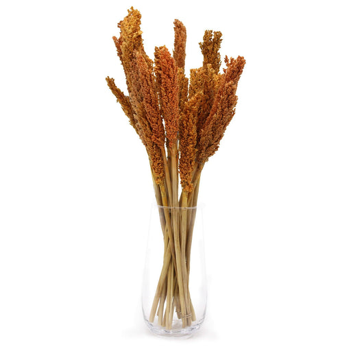 6x Cantal Sorghum Grass Bunch - Orange Dried Flowers - Lost Land Interiors