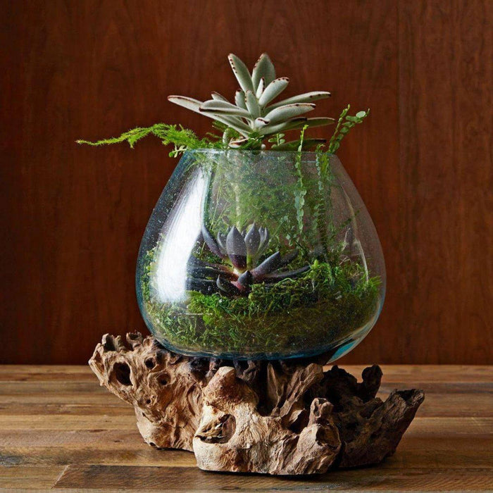 Glass and Driftwood terrarium vases / bowls - Hand blown recycled glass and sustainable teak - Lost Land Interiors