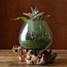 Glass and Driftwood terrarium vases / bowls - Hand blown recycled glass and sustainable teak - Lost Land Interiors