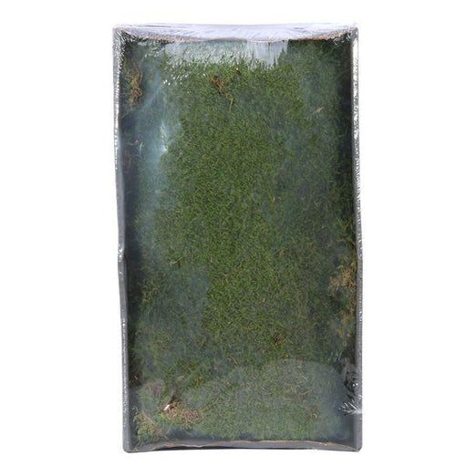 Preserved Green Moss with Tray (500gr) Moss Sheets Dried Moss - Lost Land Interiors