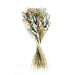 Ixia Dried Flowers Seaside Dried Bouquet Natural Florals - Lost Land Interiors