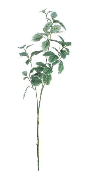 Dark Green Euonymus Leaves Spray (91cm) - Lost Land Interiors