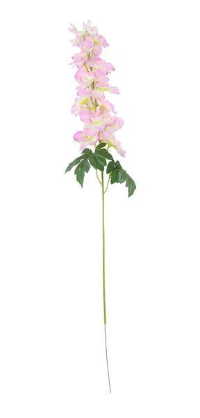 Cream Pink Arundel Garden Delphinium - Lost Land Interiors
