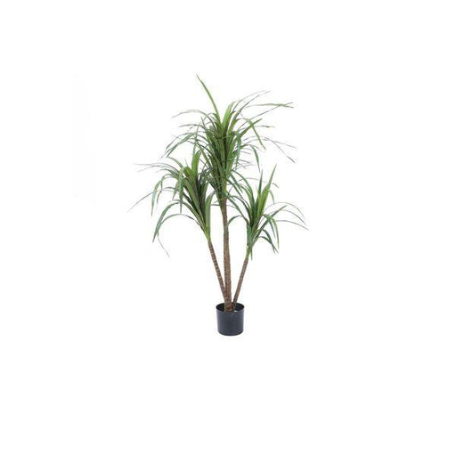 Artificial Dracaena Marginata (100cm) House Plants - Lost Land Interiors