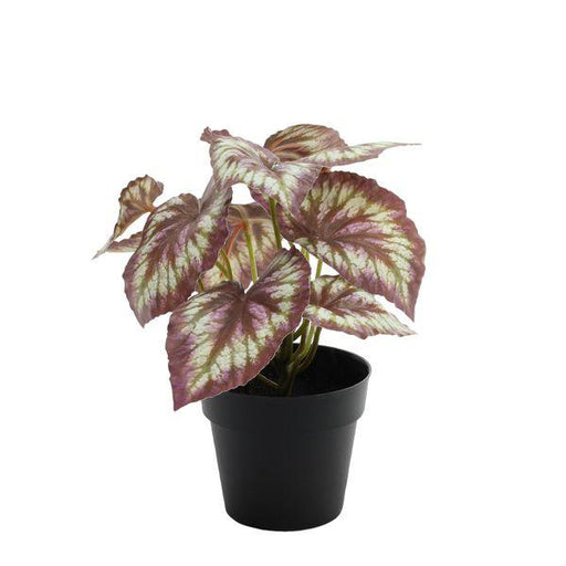 Red Leafed Begonia Potted House Plant (22cm) - Lost Land Interiors