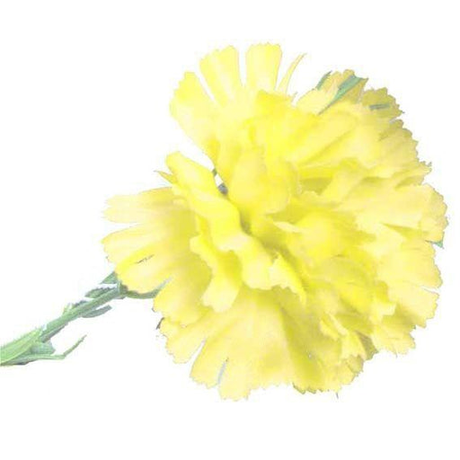 Yellow Single Carnation (12 Stems) - Lost Land Interiors