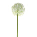 76cm Single Allium Cream & White - Lost Land Interiors