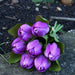 Artificial Tulip Bunch Purple Silk Flowers - Lost Land Interiors