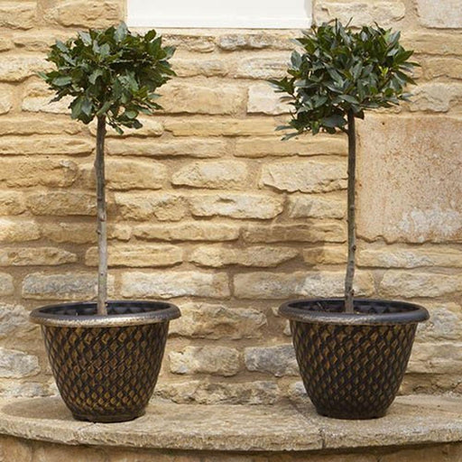 Pair of Large Gold Pinecone Planters 33cm - Lost Land Interiors