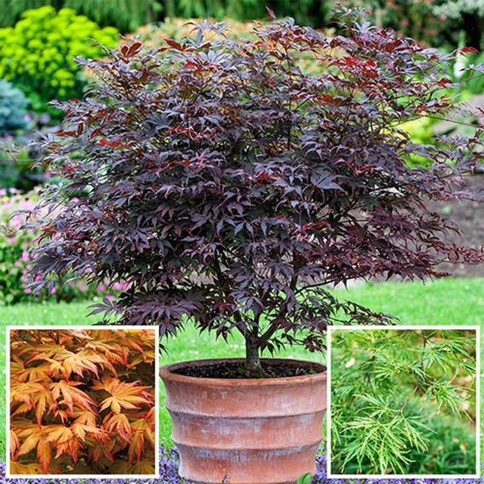 Blooming Fast Acer Feed 900g - Lost Land Interiors