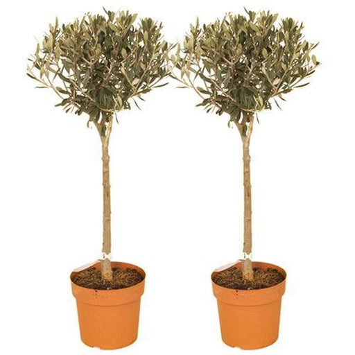 Pair of Standard Olive Trees 80cm Tall - Lost Land Interiors
