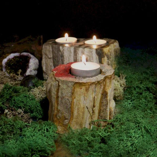 Petrified Wood Candle Holder - Single Low - Lost Land Interiors